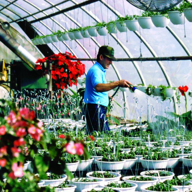 Watering a greenhouse